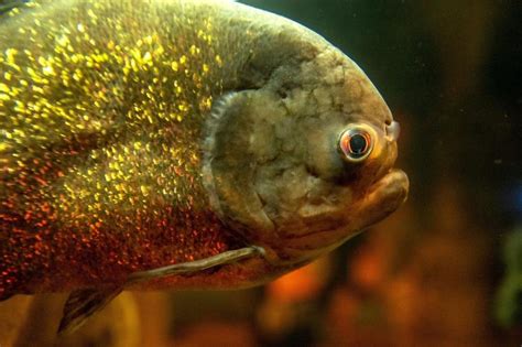 piranha este un peste de prada|Totul Despre Piranha: Comportament, Dietă și Conservare .